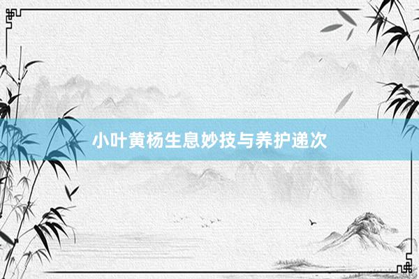 小叶黄杨生息妙技与养护递次